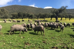 0003212-03-2018 Grupo Chinos 3:15:2018
