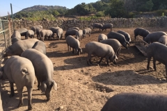 turismodeljamon-Pepe Alba3 10:28:2016